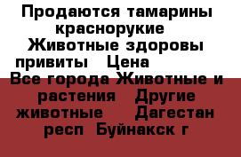 Продаются тамарины краснорукие . Животные здоровы привиты › Цена ­ 85 000 - Все города Животные и растения » Другие животные   . Дагестан респ.,Буйнакск г.